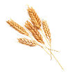 Wheat